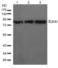 Western blot analysis using Rabbit Anti Ezrin (Ab-566)