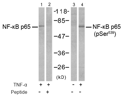 Western blot analysis using Rabbit Anti NF-κB p65 (Ab-529)