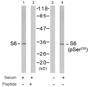 Rabbit Anti S6 Ribosomal Protein (Ab-235) Western blot analysis using Rabbit Anti S6 Ribosomal Protein (Ab-235)