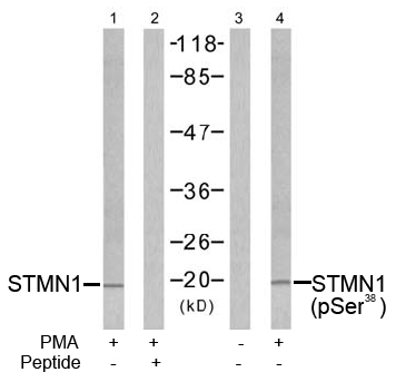 Western blot analysis using Rabbit Anti Stathmin 1 (Ab-38) pAb