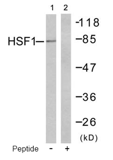 Western blot analysis using Rabbit Anti HSF1 (Ab-303) pAb
