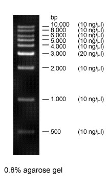DNA KB Ladder