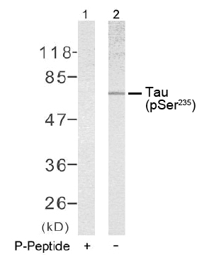 Rabbit Anti Tau (Phospho-Ser235) pAb Western blot analysis