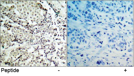 Rabbit Anti MKK3 (Ab-189) pAb Immunohistochemical analysis