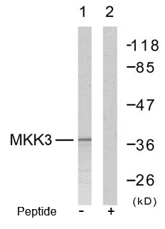 Rabbit Anti MKK3 (Ab-189) pAb Western blot analysis