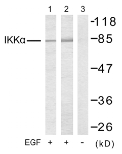 Rabbit Anti IKKα (Ab-23) pAb Western blot analysis