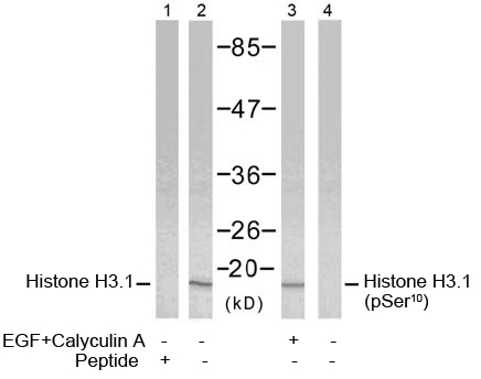 Rabbit Anti H3.1 (Ab-10) pAb Western blot analysis