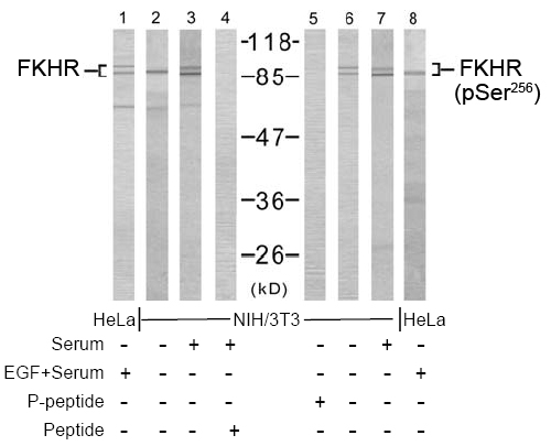 Rabbit Anti FKHR (Ab-256) pAb Western blot analysis