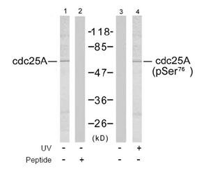 Rabbit Anti cdc25A (Phospho-Ser76) pAb Western blot analysis