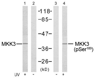 Rabbit Anti MKK3 (Phospho-Ser189) pAb Western blot analysis