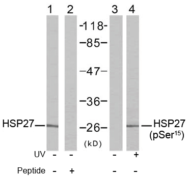 Rabbit Anti HSP27 (Ab-15) pAb Western blot analysis