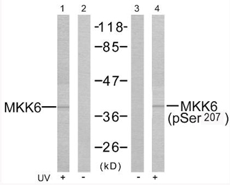 Rabbit Anti MKK6 (Phospho-Ser207) pAb Western blot analysis Rabbit Anti MKK6 (Phospho-Ser207) pAb Western blot analysis