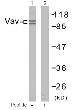 Rabbit Anti Vav (Ab-174) pAb Western blot analysis