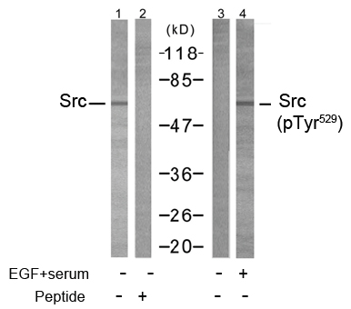 Rabbit Anti Src (Ab-529) pAb Western blot analysis Rabbit Anti Src (Ab-529) pAb Western blot analysis