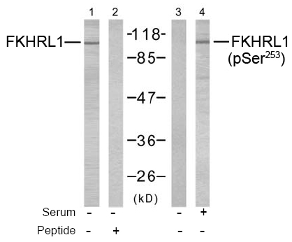 Rabbit Anti FKHRL1 (Ab-253) pAb Western blot analysis Rabbit Anti FKHRL1 (Ab-253) pAb Western blot analysis