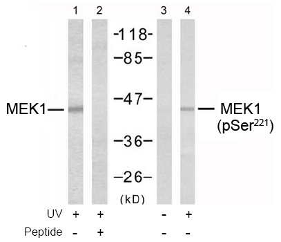 Rabbit Anti MEK1 (Ab-221) pAb Western blot analysis Rabbit Anti MEK1 (Ab-221) pAb Western blot analysis