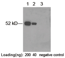 Rabbit anti SRT-tag Western blot analysis