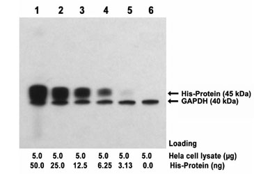  One-Step Western<sup>TM</sup> Multiplex  Blot performed using rabbit polyclonal antibody
