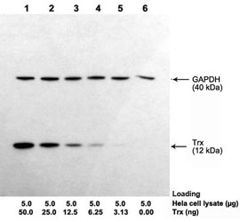One-Step Multiplex Western<sup>TM</sup> Blot performed using goat polyclonal antibody