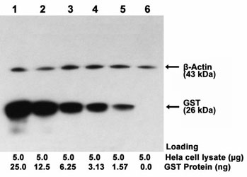  ONE-HOUR Western<sup>TM</sup> Multiplex Blot performed using rabbit polyclonal antibody(L00318)