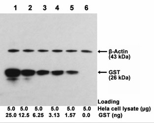 ONE-HOUR Multiplex Western<sup>TM</sup> Blot performed using mouse monoclonal antibody(L00319)