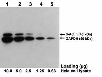 ONE-HOUR Multiplex Western<sup>TM</sup> Blot performed using goat polyclonal antibody(L00320)