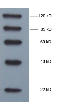 EasyWestern protein standard detected with HRP labeled goat anti mouse antibody