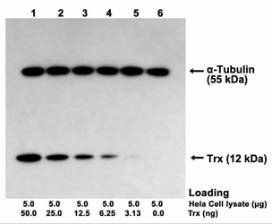  One-Step Multiplex Western<sup>TM</sup> Blot performed using rabbit polyclonal antibody(L00321)