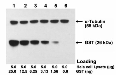 One-Step Multiplex Western<sup>TM</sup> Blot performed using mouse monoclonal antibody(L00322)