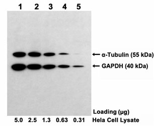 One-Step Multiplex Western<sup>TM</sup> Blot performed using goat polyclonal antibody(L00323)