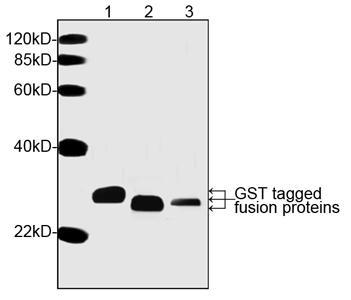 Mouse Anti-GST mAb