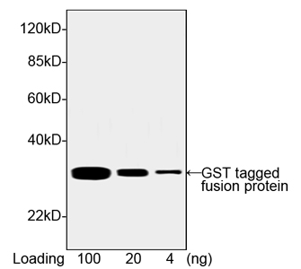 western analysis using Mouse Anti-GST mAb