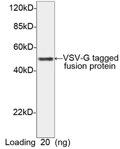 Rabbit Anti-VSV-G pAb [HRP] Western blot analysis