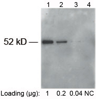 Rabbit Anti-E pAb [HRP] Western Blot Analysis