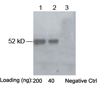 Rabbit Anti-E2 pAb [HRP] Western Blot Analysis