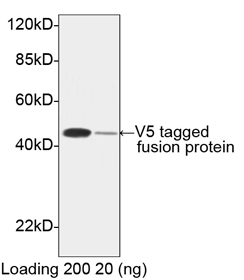 Rabbit anti V5 pAb [HRP] Western Blot Analysis