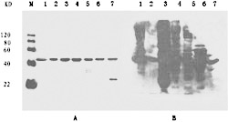 actin analysis using mouse anti-β-actin compared with Abcam
