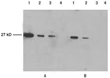 western blot analysis using Mouse Anti cGFP-tag monoclonal antibody western blot analysis using Mouse Anti cGFP-tag monoclonal antibody