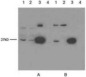 Detect EGFP and OFP using Mouse Anti cGFP-tag monoclonal antibody Detect EGFP and OFP using Mouse Anti cGFP-tag monoclonal antibody