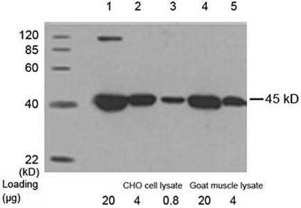 Mouse Anti-β-Actin [HRP] Monoclonal Antibody,Western blot analysis