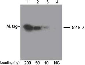 Mouse Anti-c-Myc Monoclonal Antibody[Biotin]