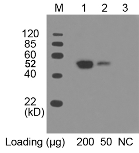 Mouse Anti-c-Myc monoclonal antibody[HRP]