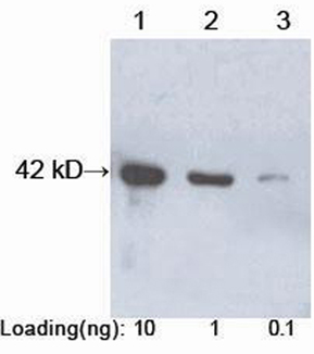 Chicken anti Protein A [HRP] pAb Western blot analysis