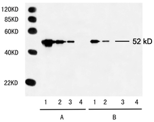 sensitivity analysis using Mouse Anti-c-Myc-tag Monoclonal Antibody