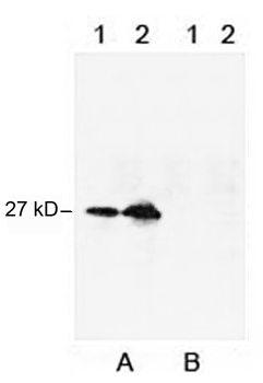 Western blot analysis using Mouse Anti-c-Myc-tag Monoclonal Antibody