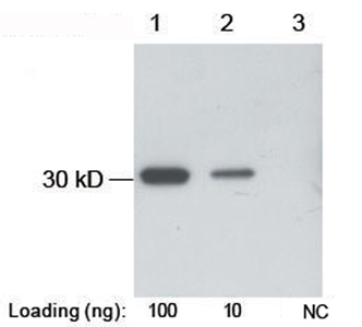 Rabbit Anti-B-tag Polyclonal Antibody Western blot analysis
