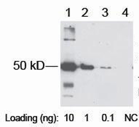 Rabbit Anti-Xpress-tag Polyclonal Antibody western blot analysis Rabbit Anti-Xpress-tag Polyclonal Antibody western blot analysis
