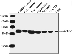 Rabbit Anti-α-Actin-1 Polyclonal Antibody, western blot analysis Rabbit Anti-α-Actin-1 Polyclonal Antibody, western blot analysis