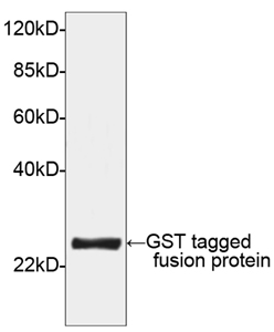Rabbit Anti-GST-tag [HRP] Polyclonal Antibody