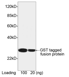 Mouse Anti-GST [HRP] Monoclonal Antibody